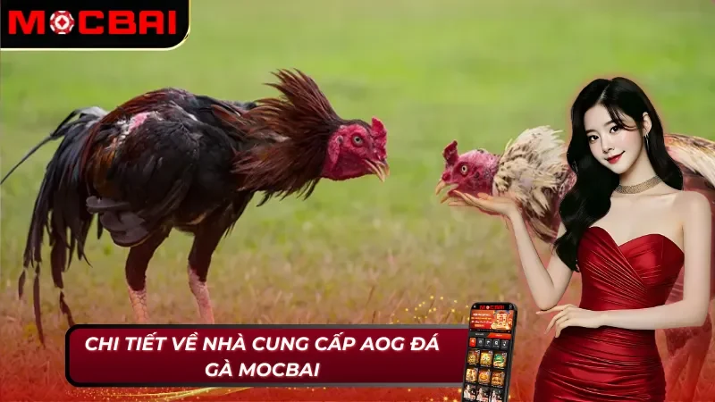 Nhà cung cấp đá gà AOG Đá gà Mocbai
