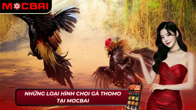 Danh sách các loại hình đá gà Thomo cho tân binh tham khảo