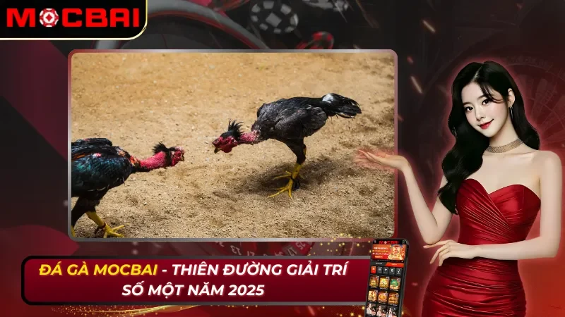 Đá Gà Trực Tuyến - Thiên Đường Giải Trí Số Một MOCBAI Năm 2026